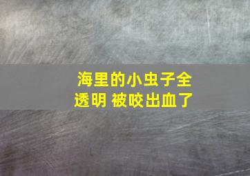 海里的小虫子全透明 被咬出血了